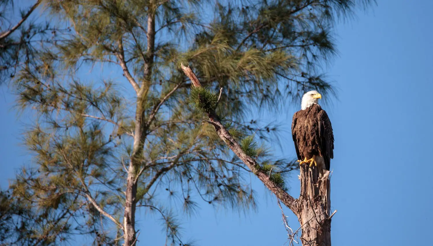 bald eagle in Wisconsin