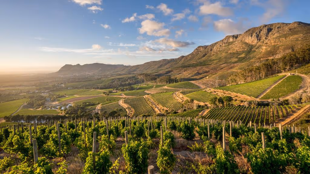 Vineyards stretch into the distance from Klein Constancia in the Cape Winelands