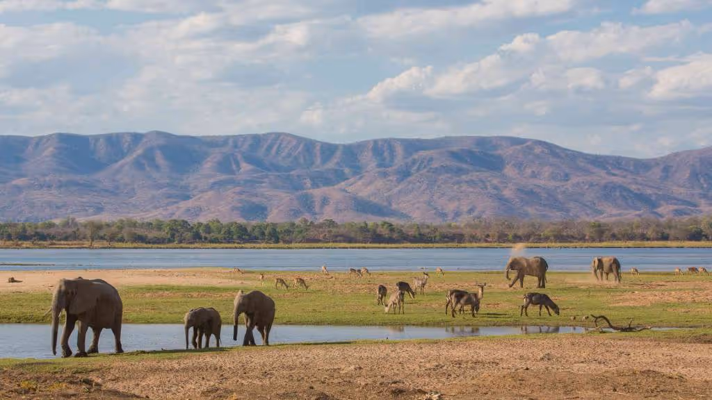 Elephant and antelope graze on the shores of Mana Pools, Zimbabwe