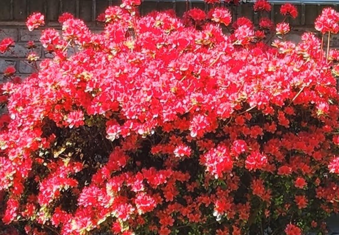 Pink flowers bloom outside of the apartments