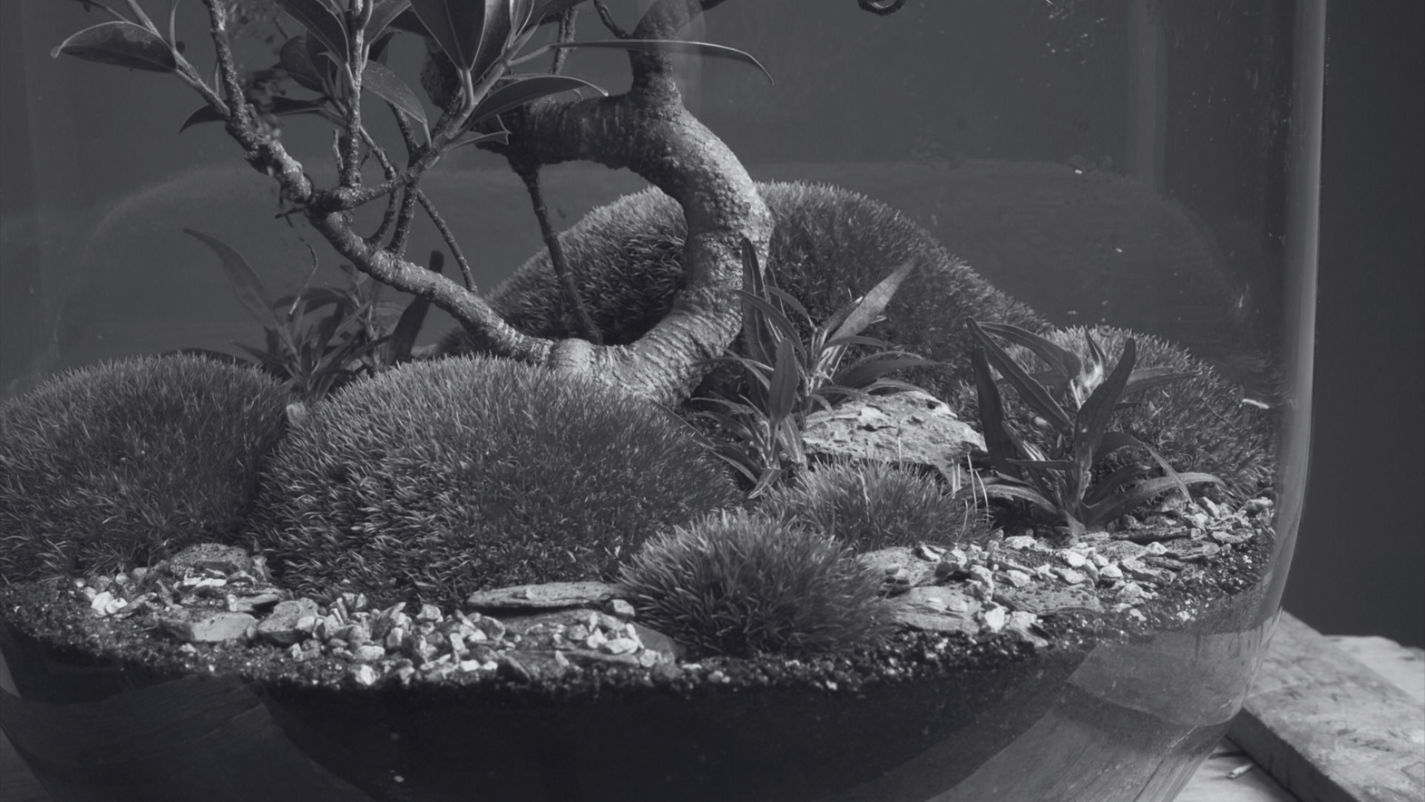 betty's brand identity