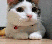 Close-up of a white and gray cat with big eyes.