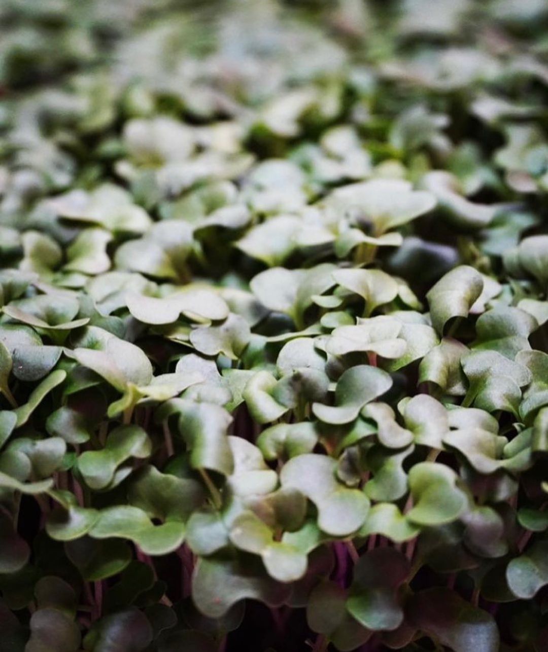 Salty Wind - Microgreens at Rockport Exchange farmers market