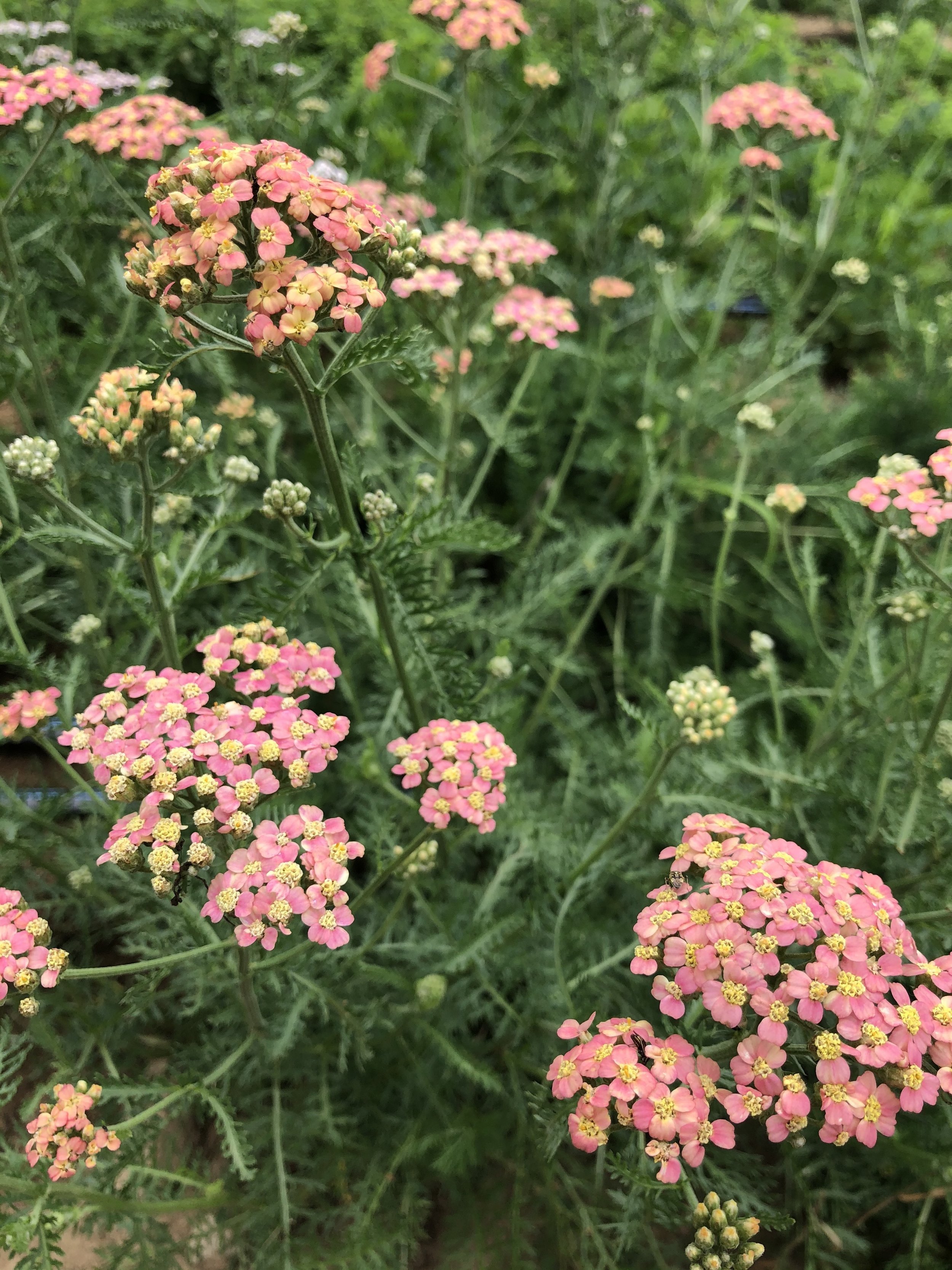 Thousand Leaves Farm - Herbs at Rockport Exchange farmers market