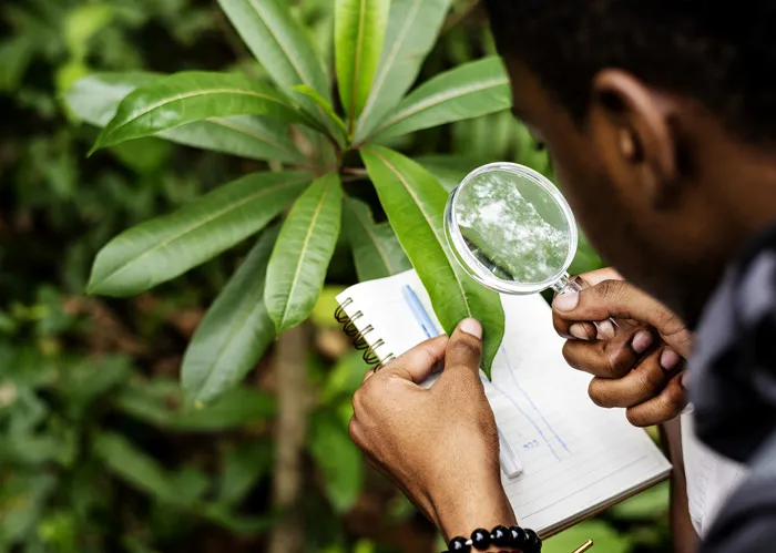 un homme regardant à travers une loupe une plante.