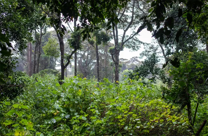 une forêt verte luxuriante remplie de beaucoup d'arbres.