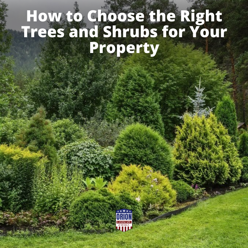 How to Choose the Right Trees and Shrubs for Your Property