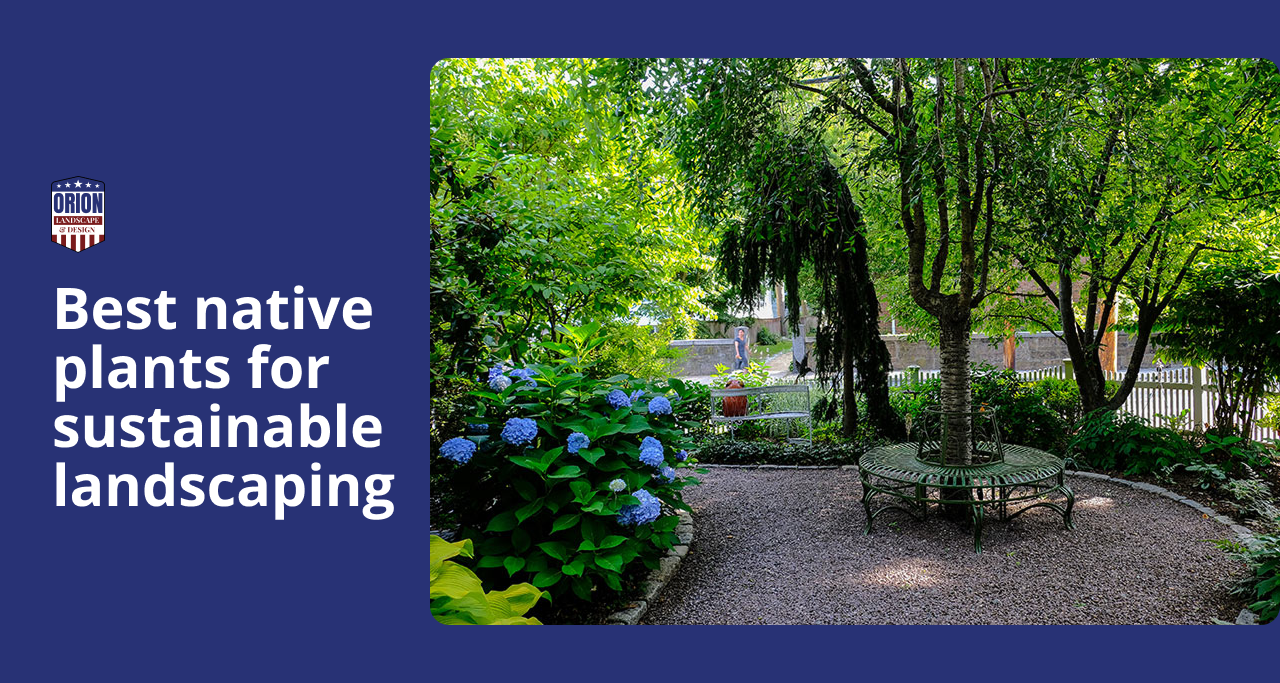 Best Native Plants for Sustainable Landscaping