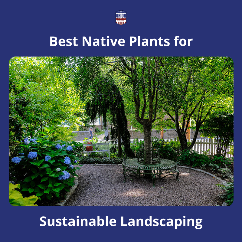 Best Native Plants for Sustainable Landscaping