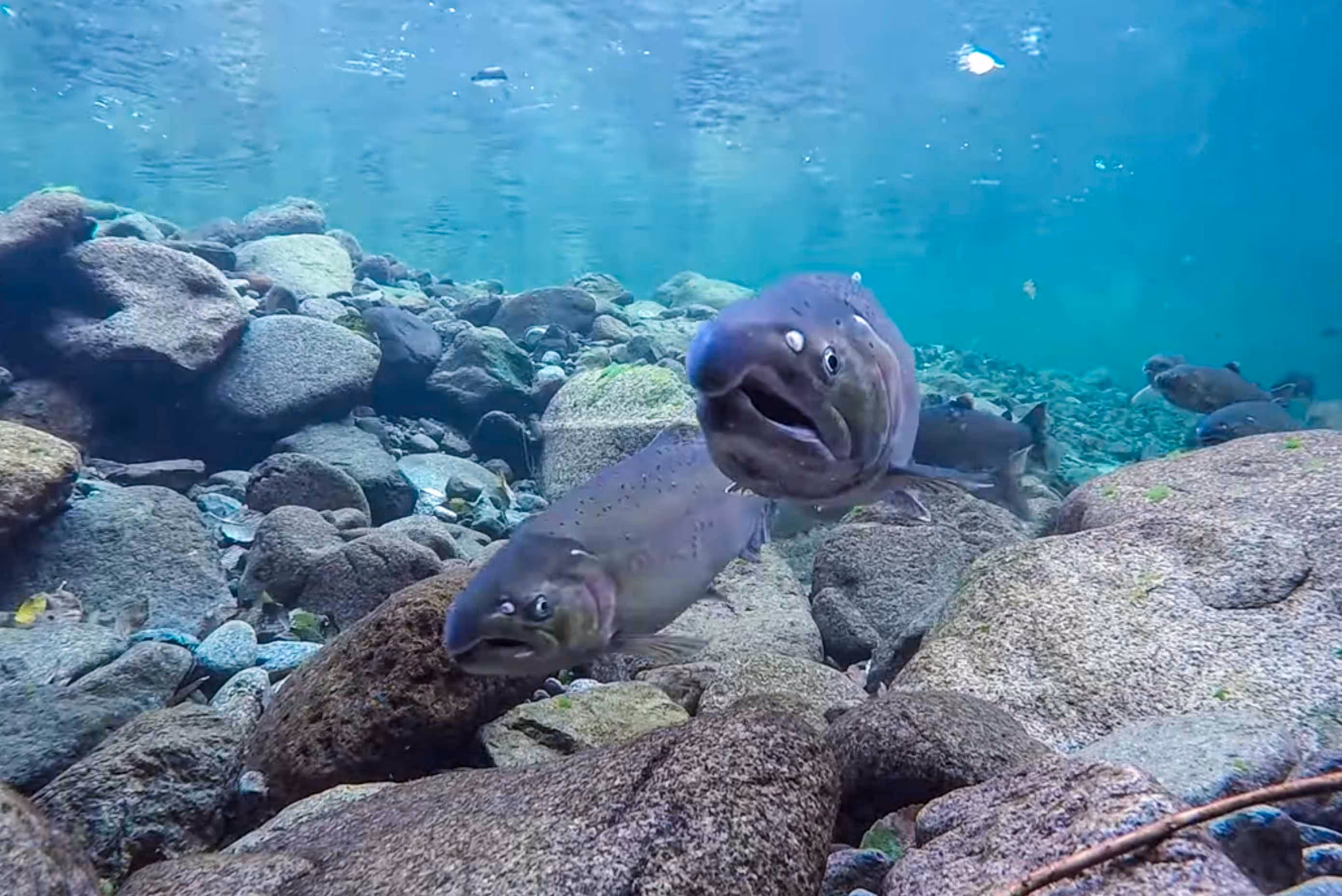 image of fish underwater in river