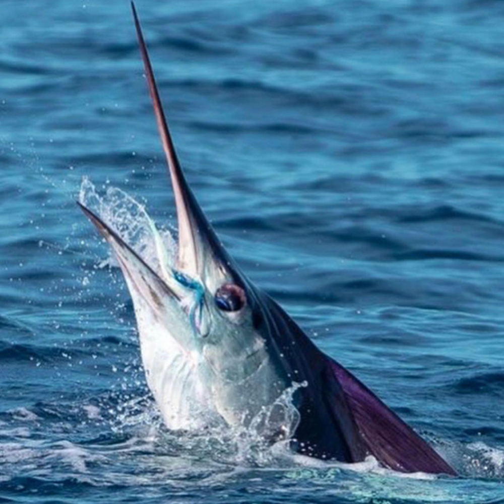 marlin fish breaching water