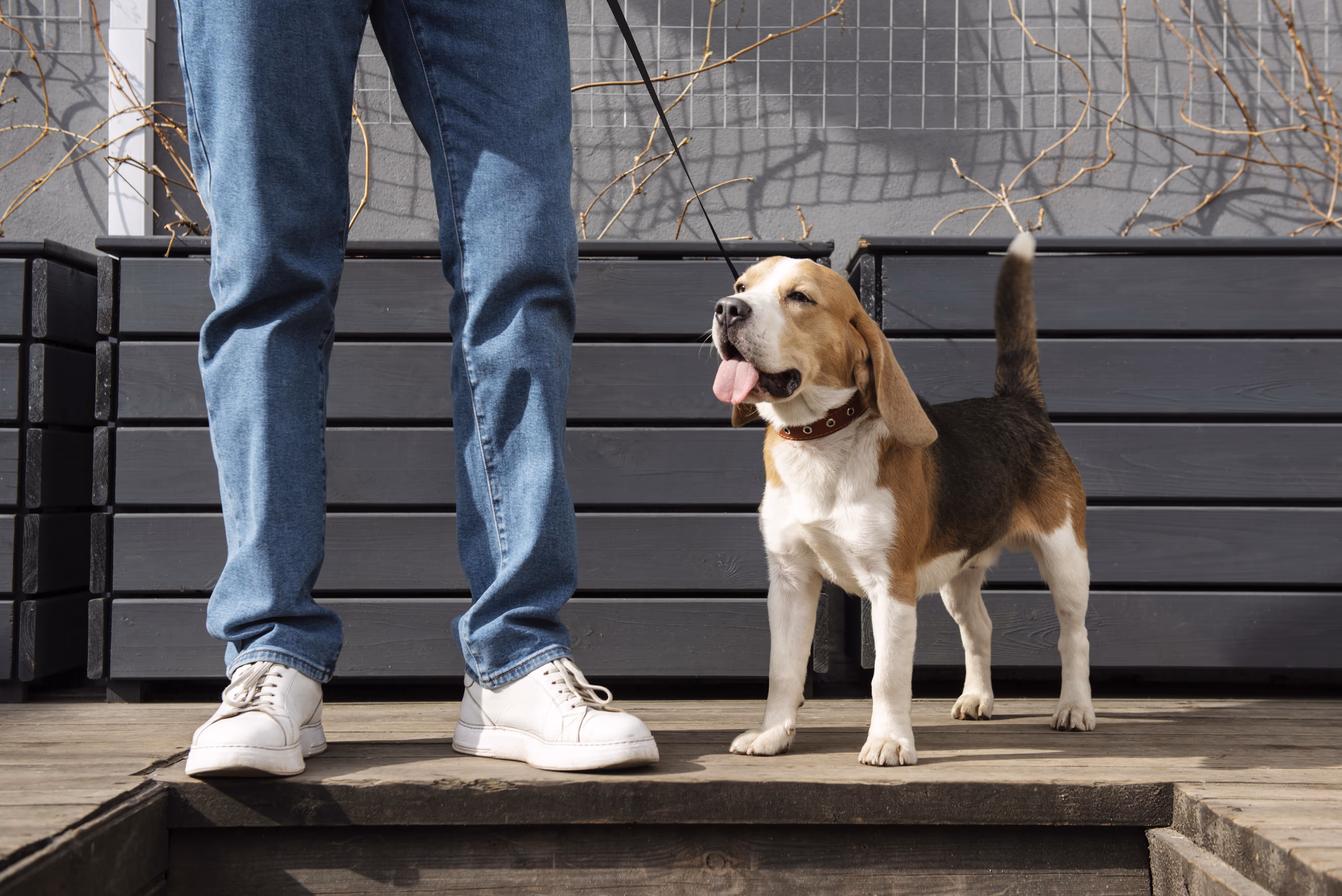 How Gates Keep Pets Safe: Top Tips | Interactive Gates
