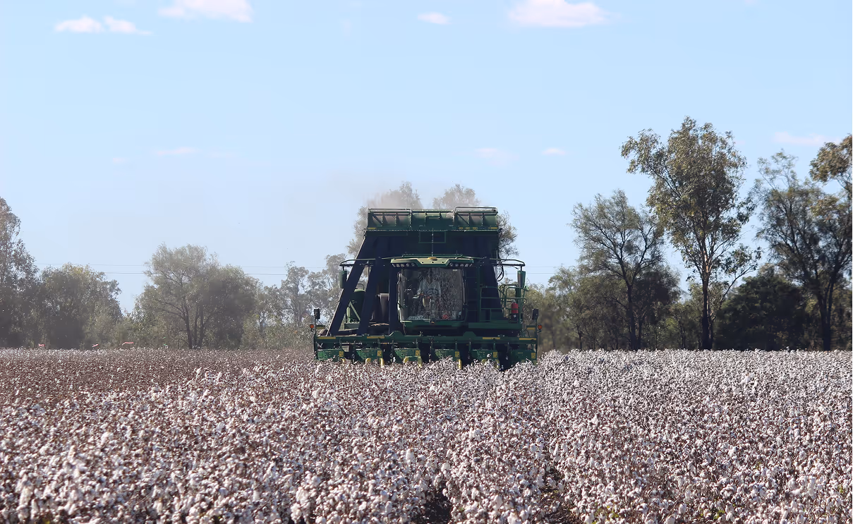 Cotton Picking