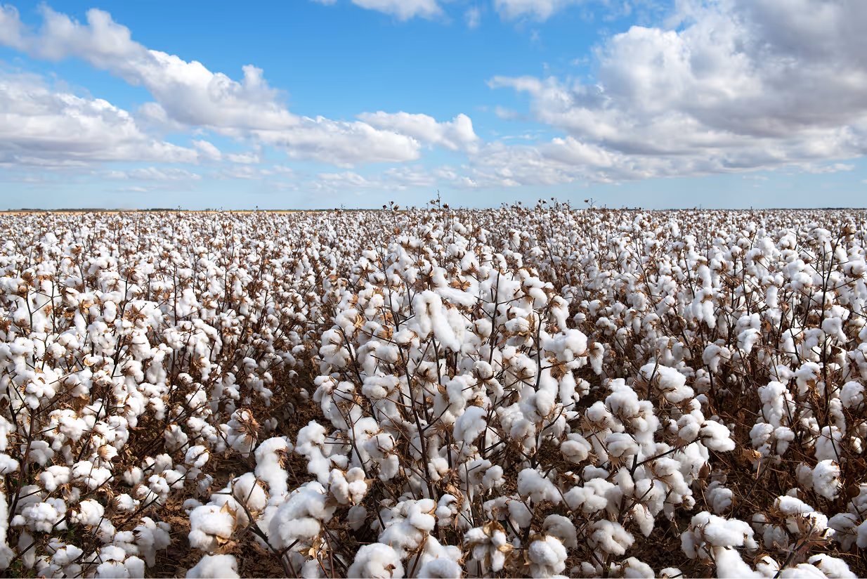 Cotton Field