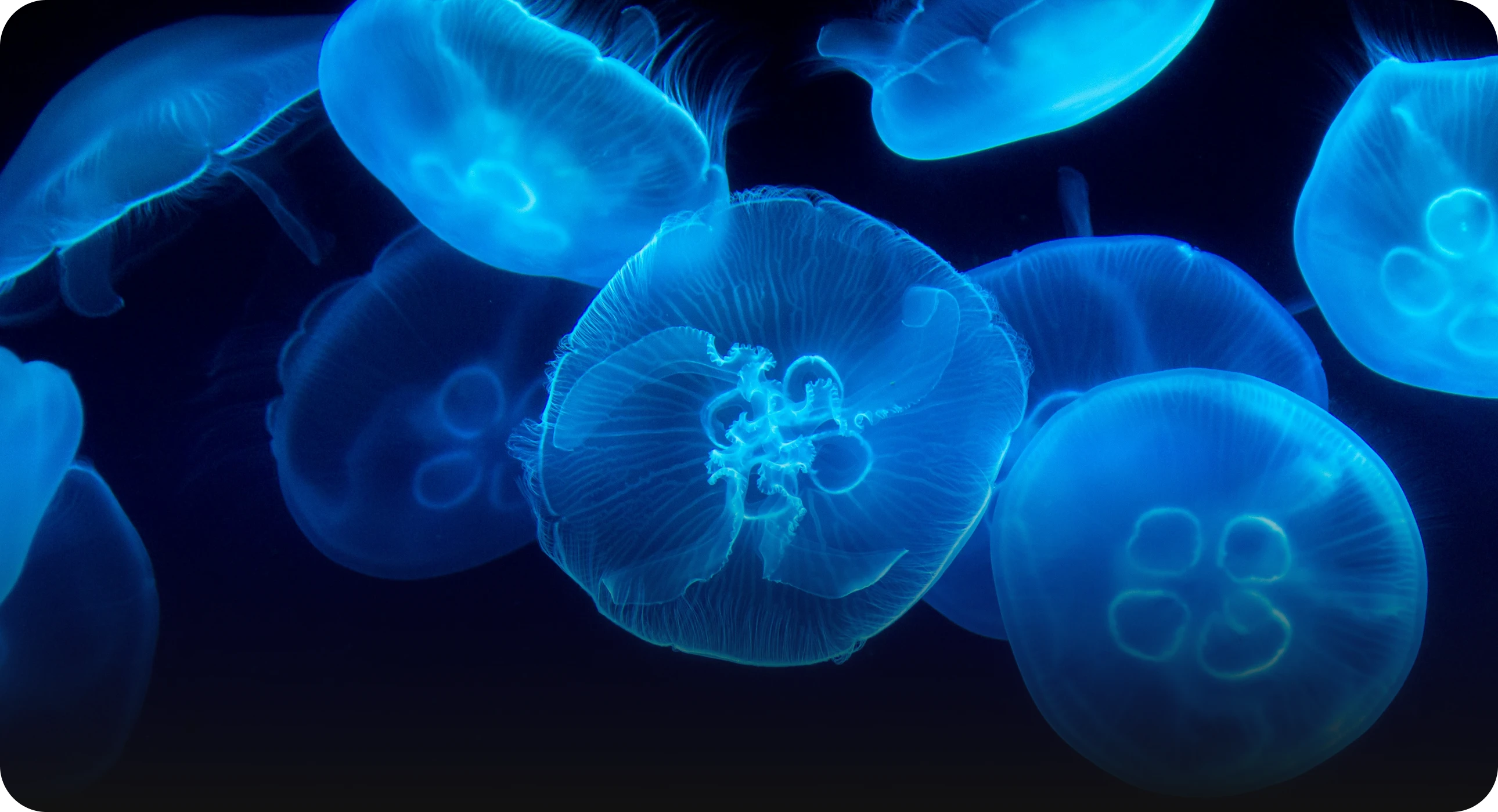 jellyfish