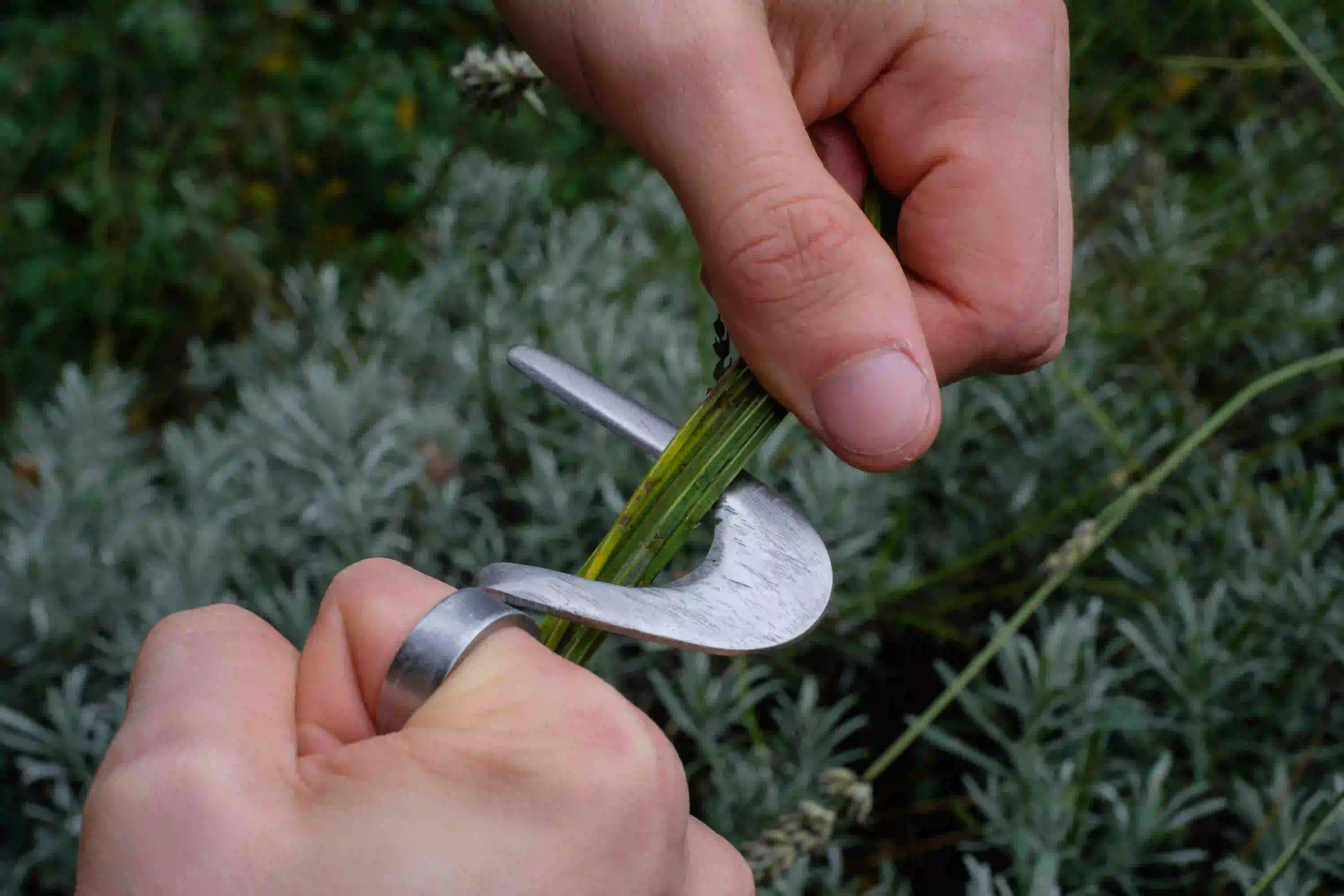 Close-up of hands using a curved knife tool to strip green plant fibres outdoors.