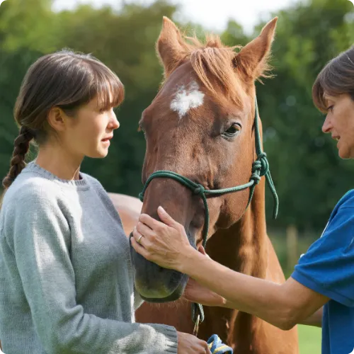 A worker checking on a horses condition on a farm