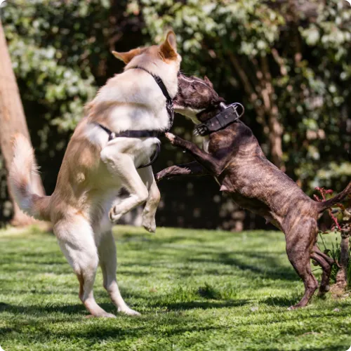 A dog fight that resulted in injuries to dogs and workers