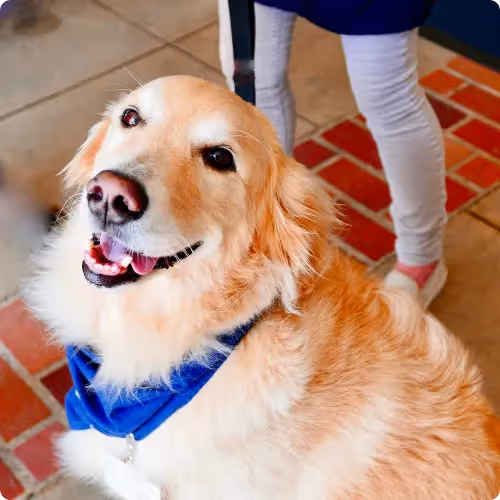 A therapy dog that ran away because of an escalating argument