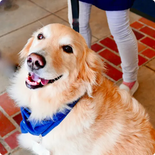 A therapy dog that ran away because of an escalating argument