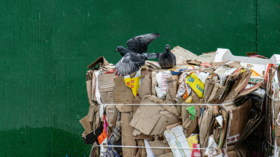 Pigeons sitting on a waste bale