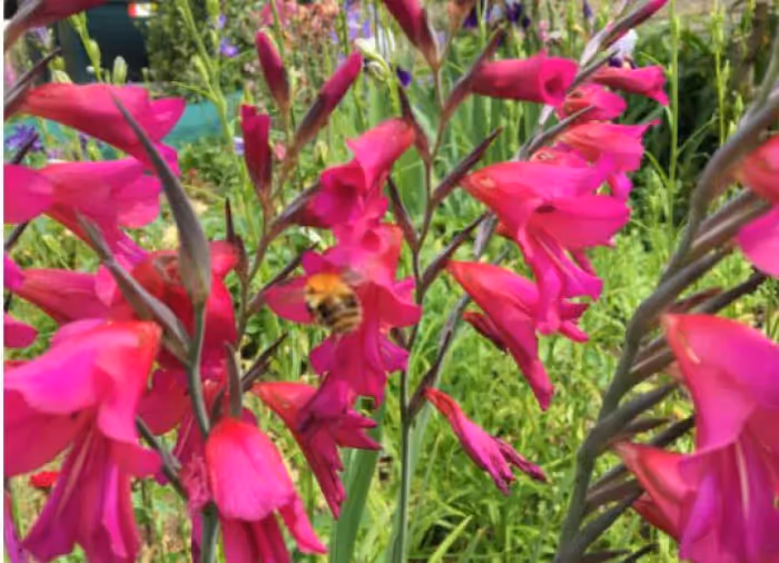 Bees on a group of bright pink Sword Lily flowers, with a green meadow behind them. 