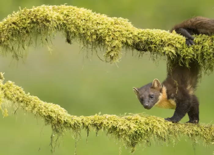 A photo of a room full of people at the 64th Mammal Society Conference