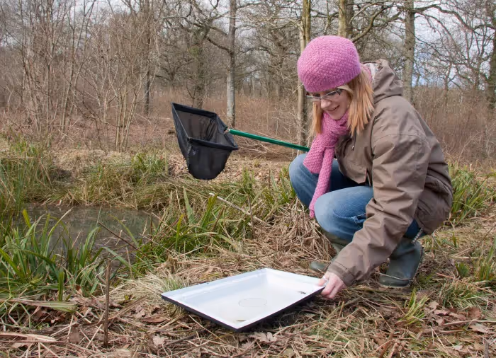 A picture of an ecologist with a net and a tray next to a pool