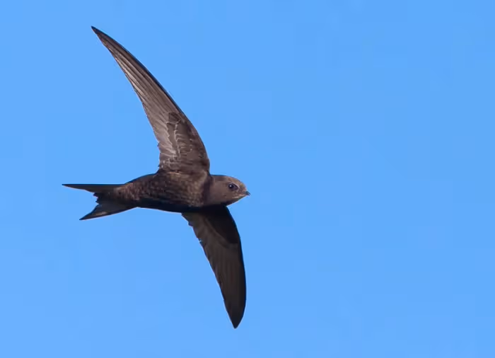 A picture of a swift flying with a blue sky behind