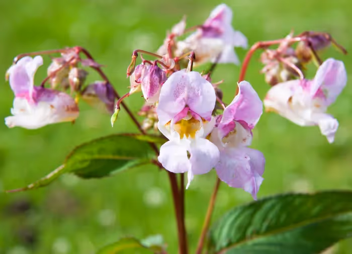 A close in photograph of a pink Himalayan Balsam flower