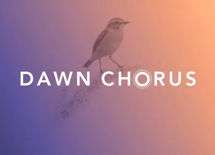 A purple to pink graded background with a bird and the Dawn Chorus logo on it. 