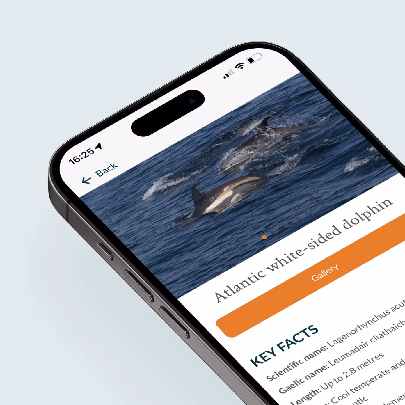 A phone showing the Whale Tracker app with information about whales on it. 