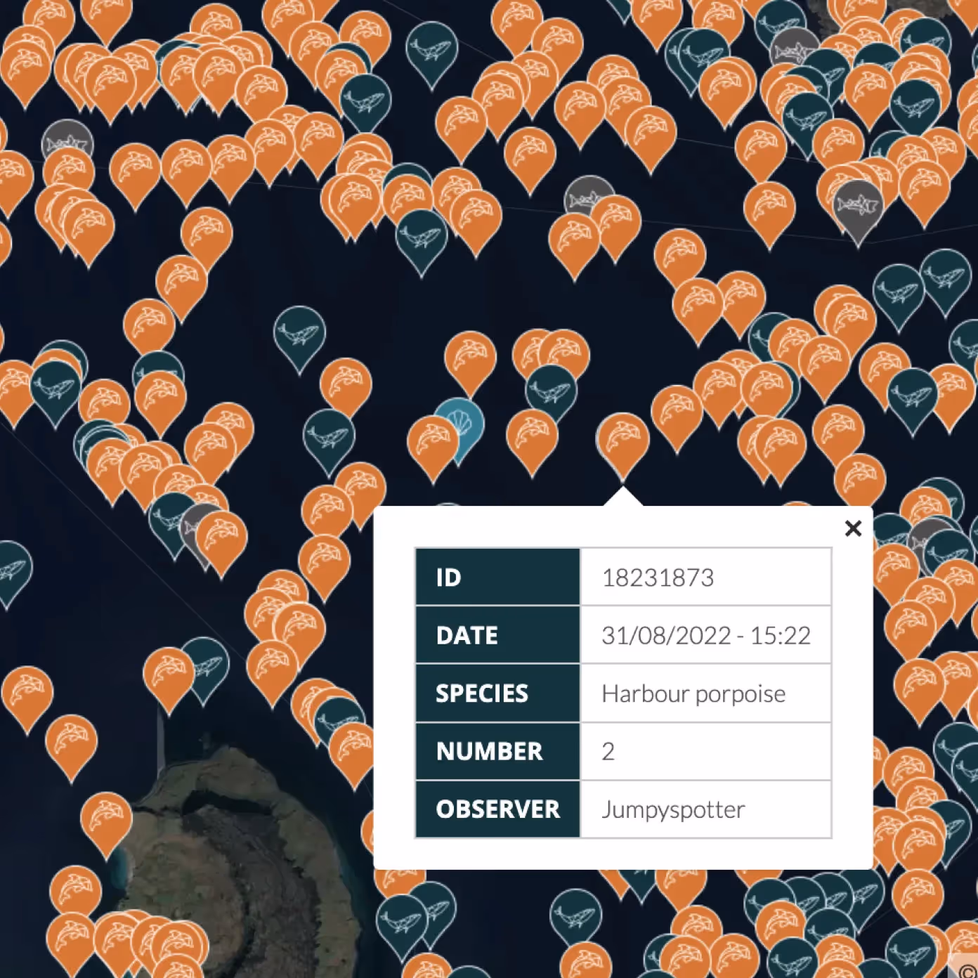 A zoomed in map from the Whale Tracker Website showing 100's of pins depicting the location of whales on a map. 