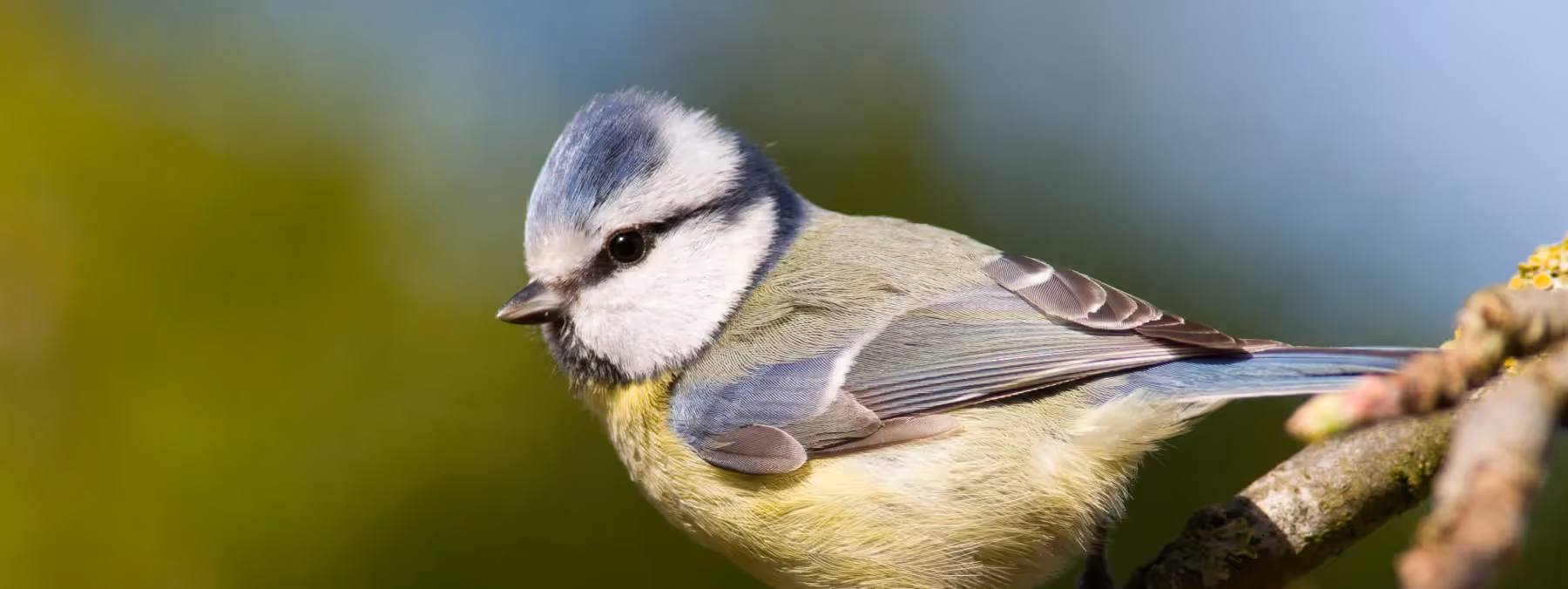 A photograph of a blue tit bird