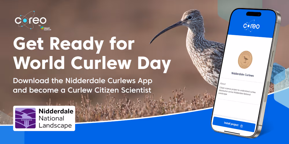 A image of a curlew and a phone screenshot showing the Nidderdale Curlews app and the words Get ready for World Curlew Day
