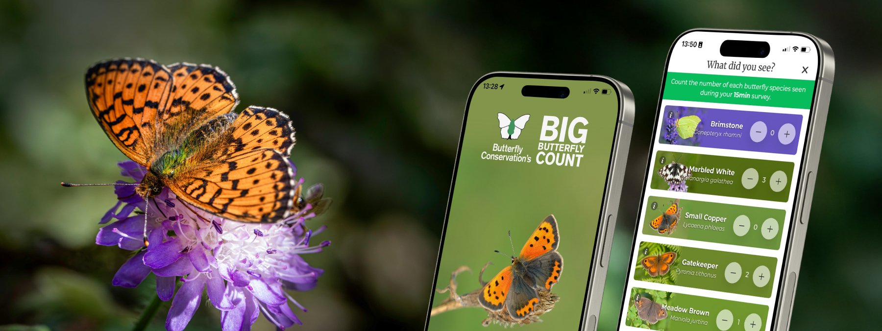 Photograph of a Dark Green Fritillary butterfly, with a laptop and phone showing screenshots of the Big Butterfly Count app