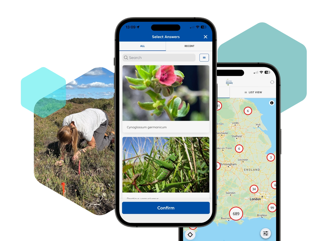 Two phones showing screenshots from the Species Recovery Coreo app