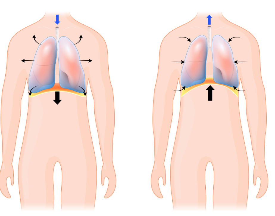 Diagram comparing diaphragmatic breathing with lateral rib expansion versus upper chest breathing, showing diaphragm movement, rib cage expansion, and inefficient shoulder driven breathing patterns in athletes.