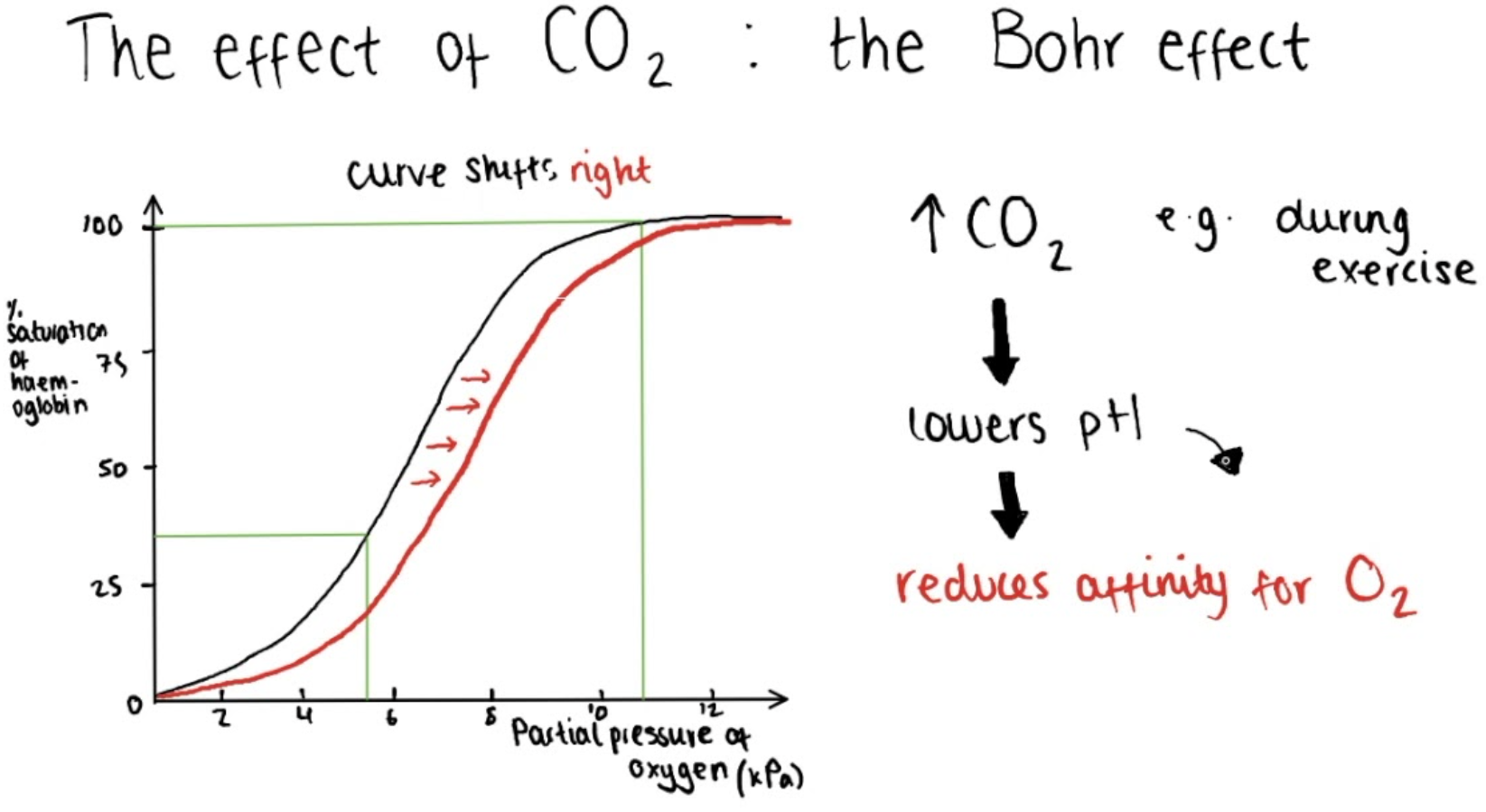 Oxyhaemoglobin dissociation curve illustrating how increased carbon dioxide and lower pH improve oxygen release to muscles, while reduced carbon dioxide and higher pH limit oxygen delivery.