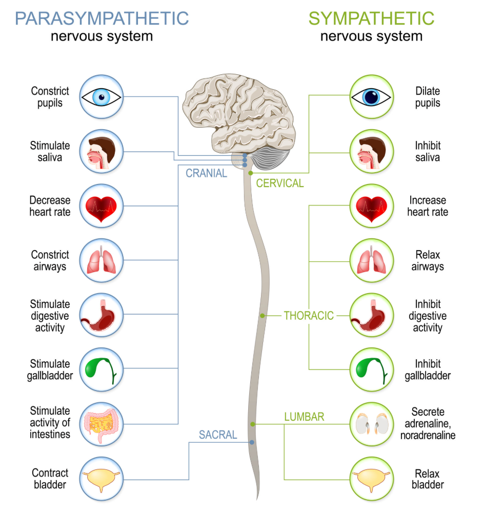 Diagram showing the sympathetic and parasympathetic nervous systems and how breathing rate and depth affect stress response, recovery, heart rate variability, and nervous system regulation in athletes.