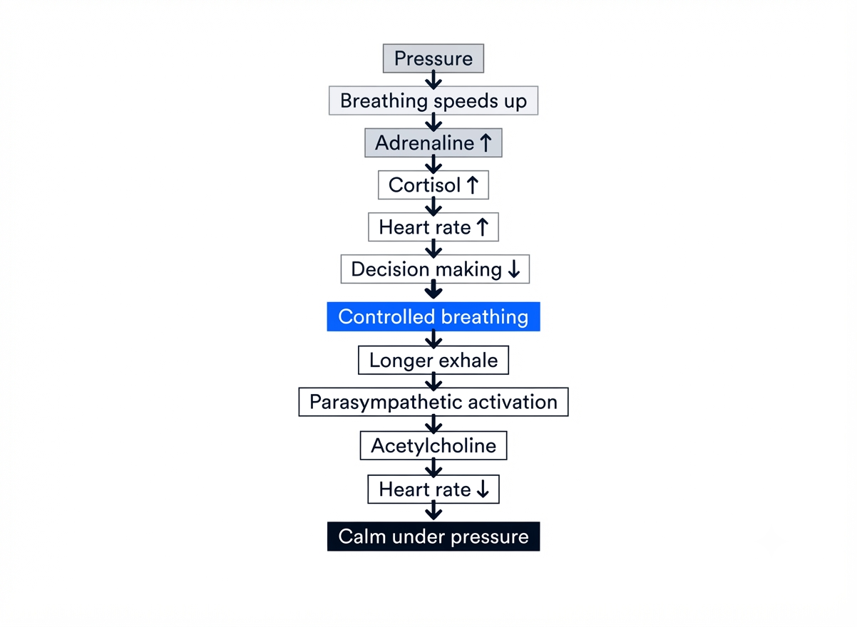 The Performance Under Pressure Framework showing how controlled breathing influences the nervous system, decision-making and athletic performance under pressure.