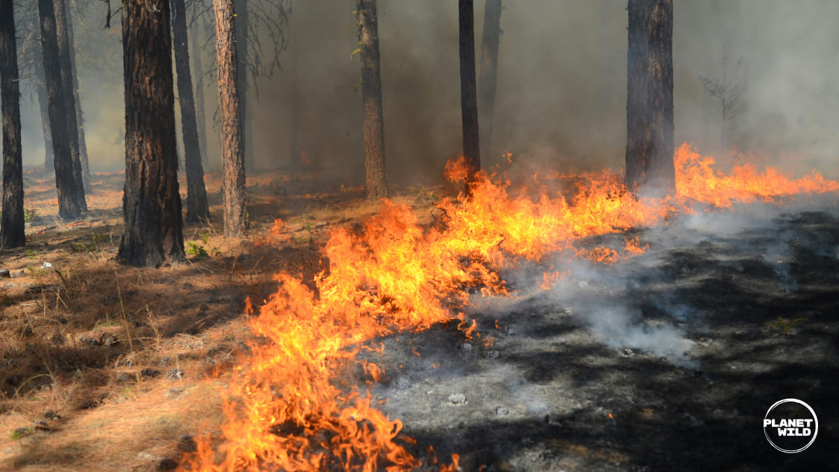 A controlled burn making its way through a forest.