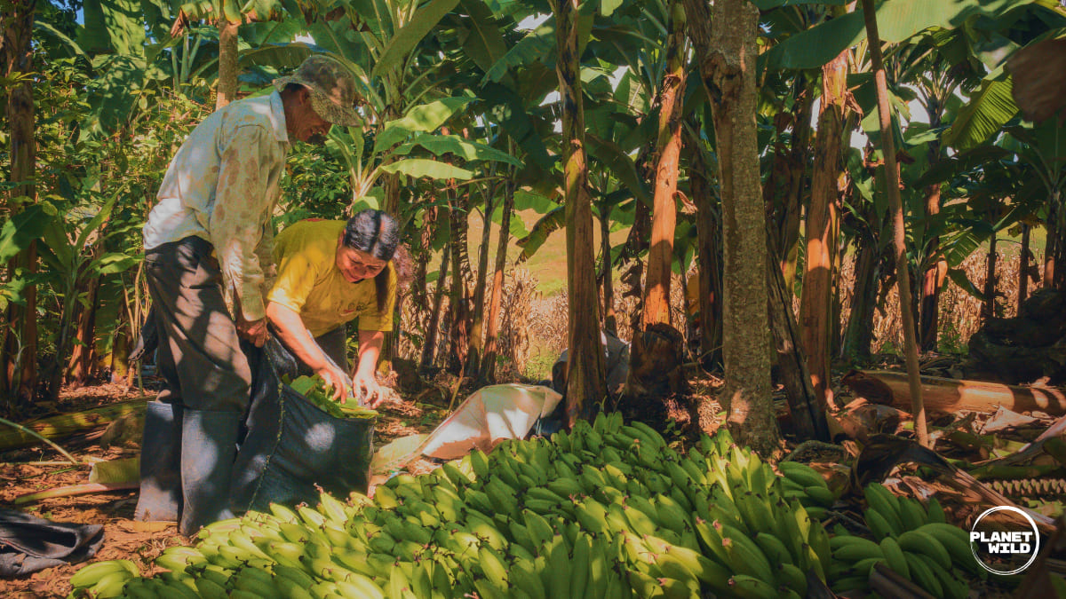 Two native peoples farming bananas.