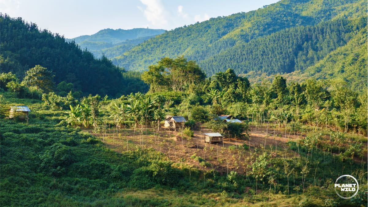 An Indigenous farm surrounded by lush greenery and hills.