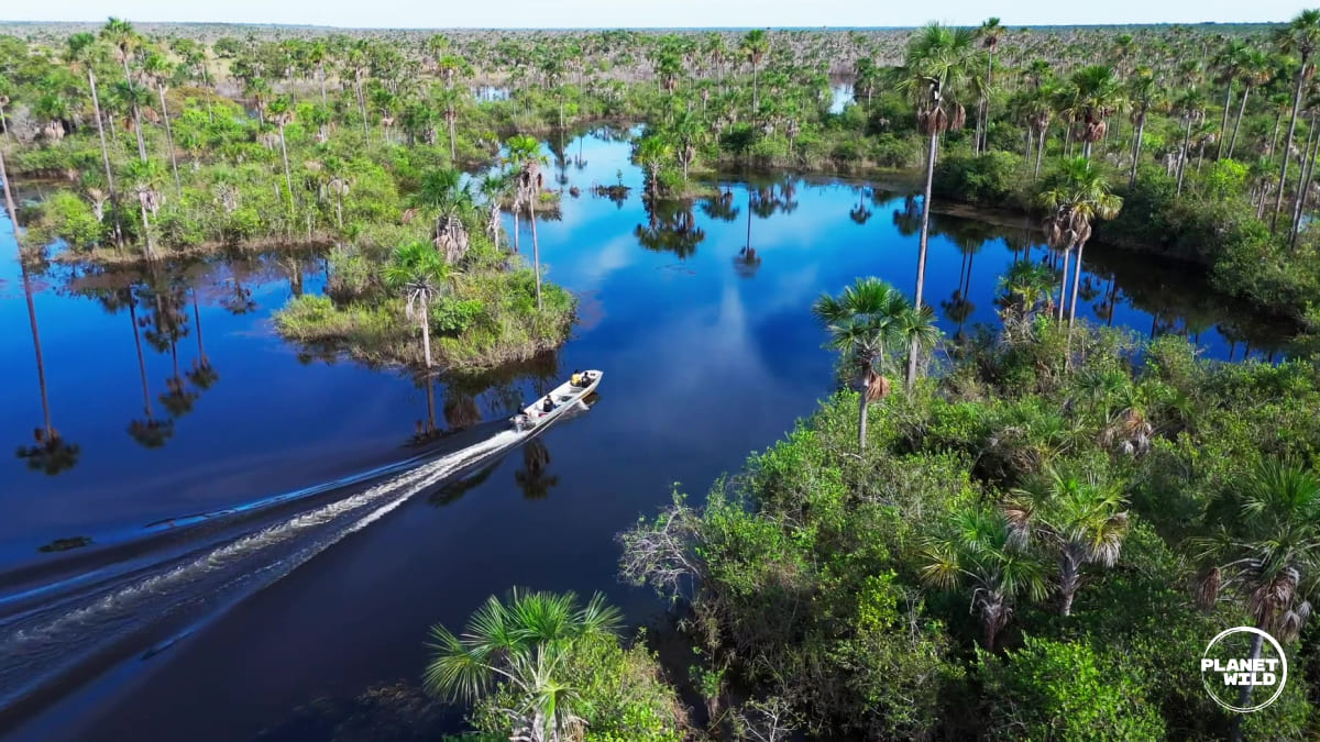 A small speed boat moving across a river surrounded by tropical trees.