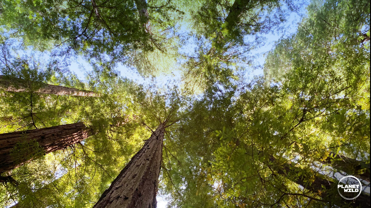 Upward view of tall trees with sunlight streaming through dense green forest canopy creating dappled light effect.