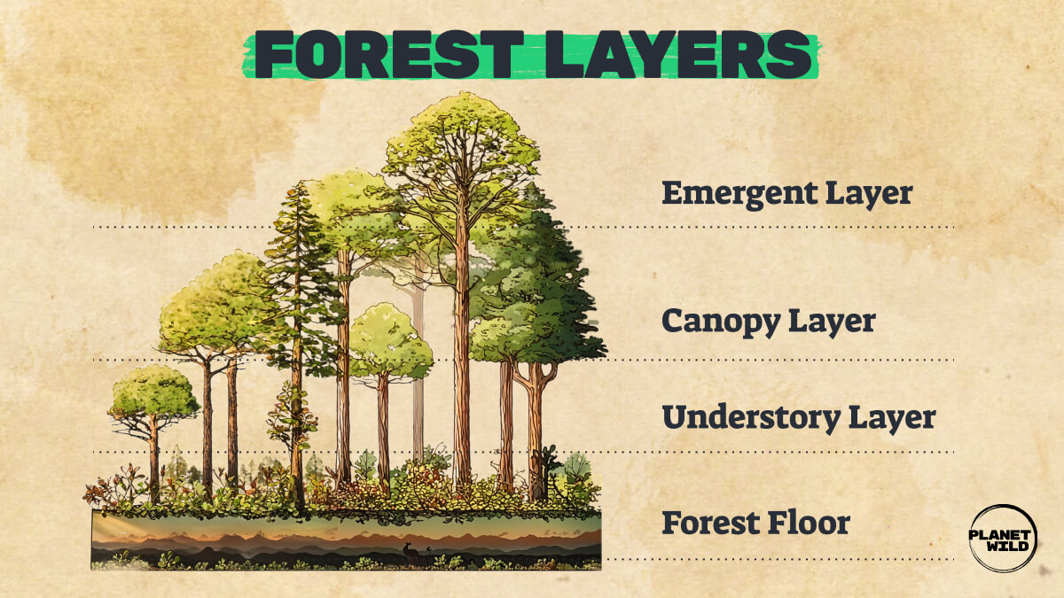 Educational illustration showing four forest layers: emergent layer, canopy layer, understory layer, and forest floor with various tree heights.