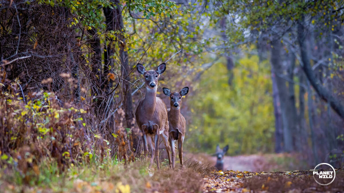 Two white-tailed deer standing alert on forest path surrounded by autumn foliage and trees.
