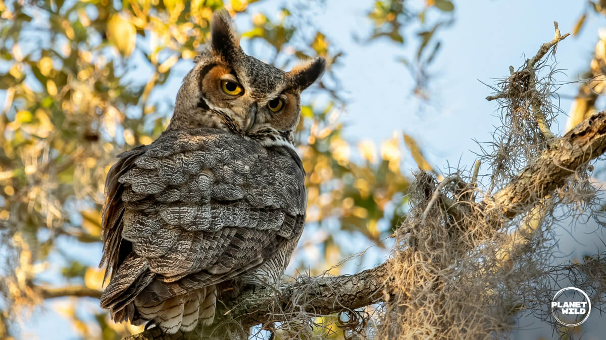 Great horned owl perched on dead branch with penetrating yellow eyes in forest habitat.