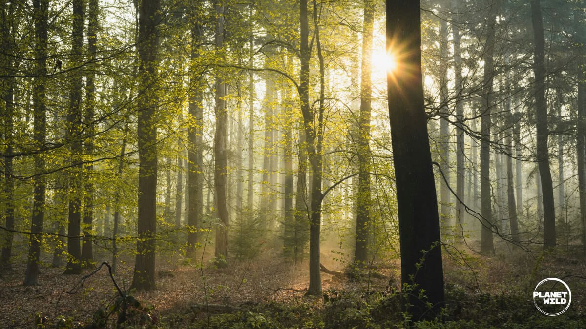 Sunbeams streaming through misty deciduous forest with tall trees and golden light filtering through the canopy.